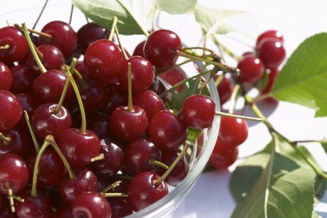 Польза и вред вишни для здоровья